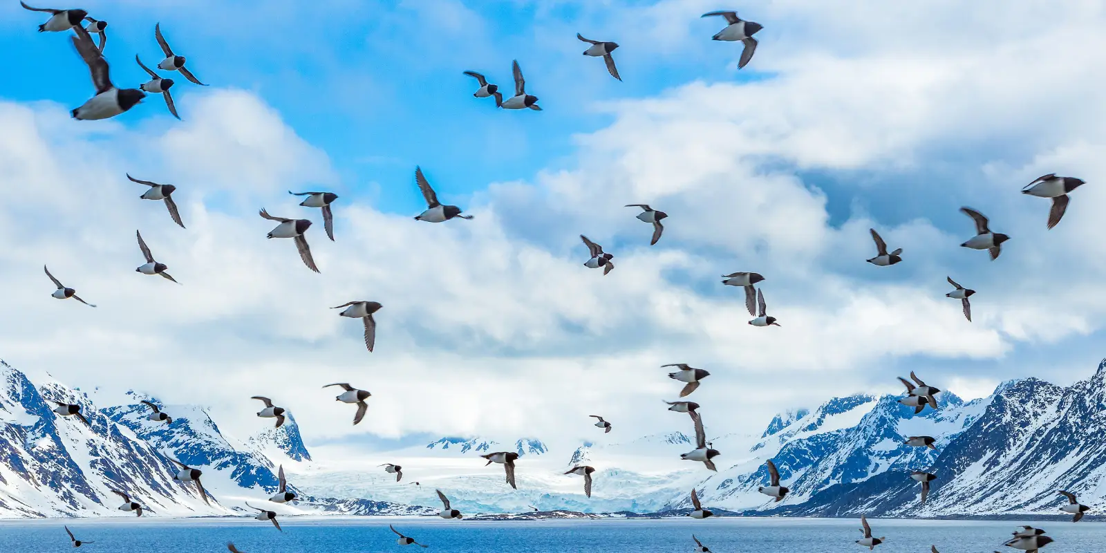 Little auks in flight, in the landscape of Svalbard, Norway.