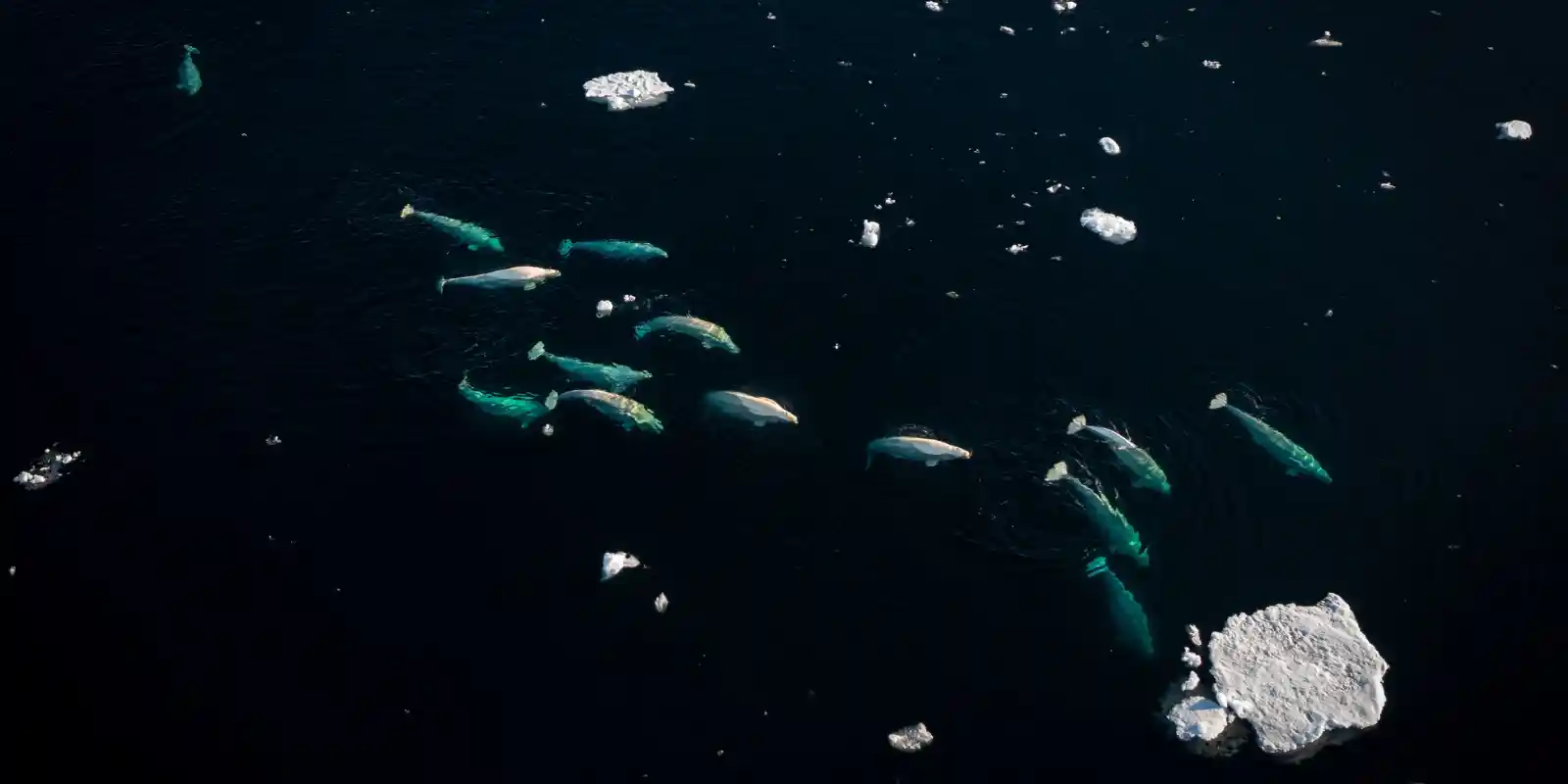 Overhead drone image of a pod of beluga whales, Arctic Canada.