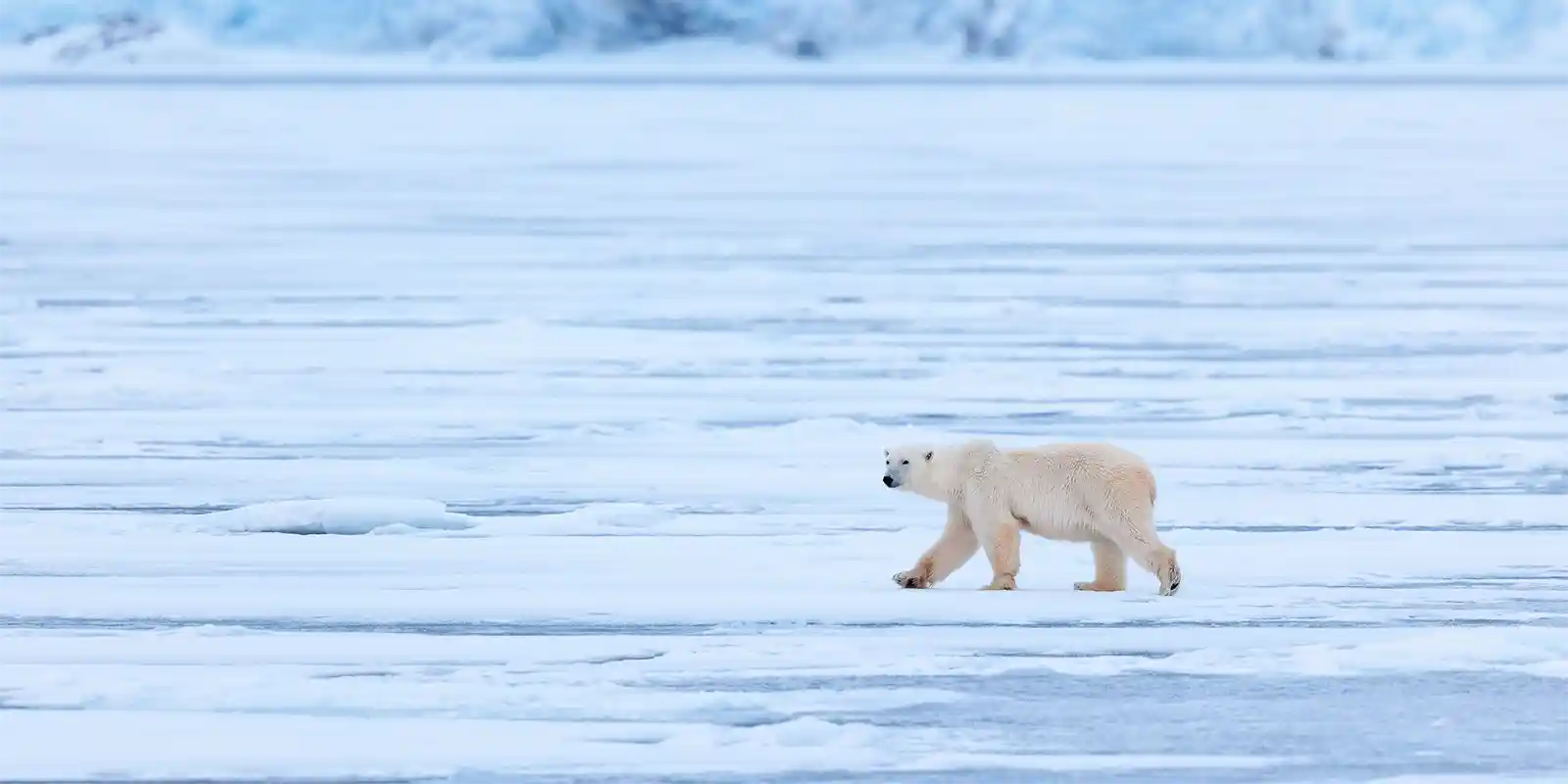Polar bear on fast ice in Svalbard, the Arctic