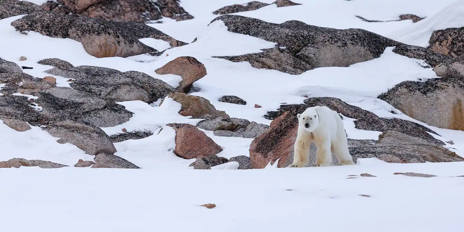 Polar bear in Svalbard, Arctic