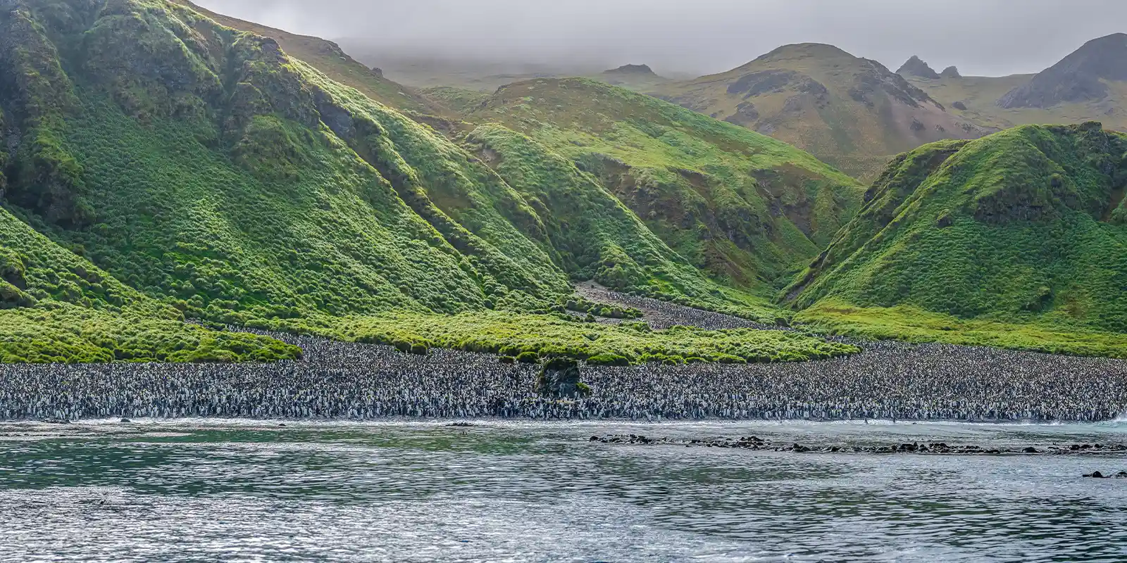 A colony of penguins on Macquarie Island, Subantarctic Islands.