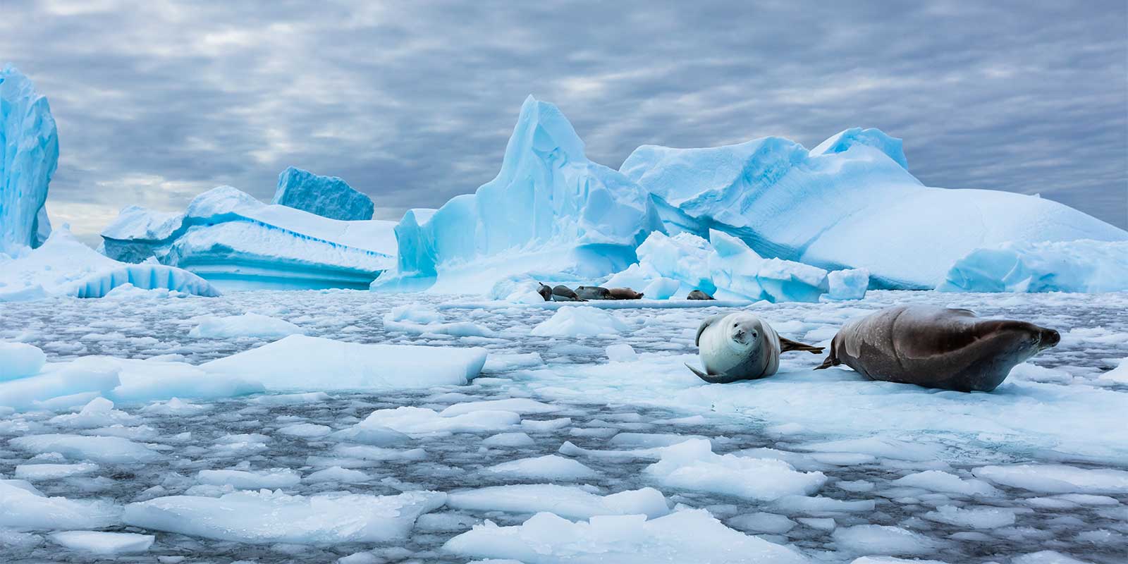 Crab-eater seal in Antarctica