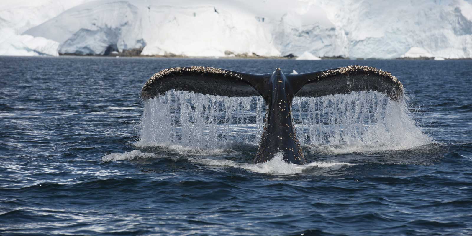 Humpback whale in Antarctica