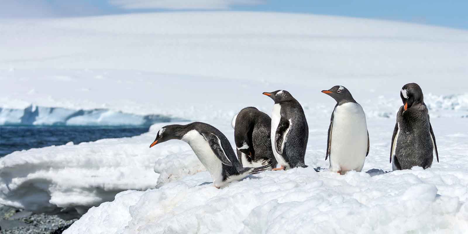Gentoo penguin in Antarctica