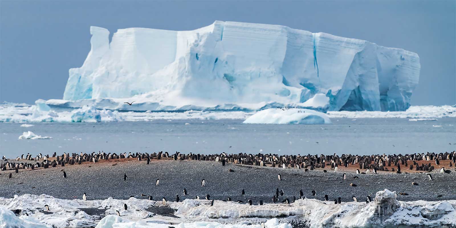 Adelie penguins in Cape Adare, Antarctica