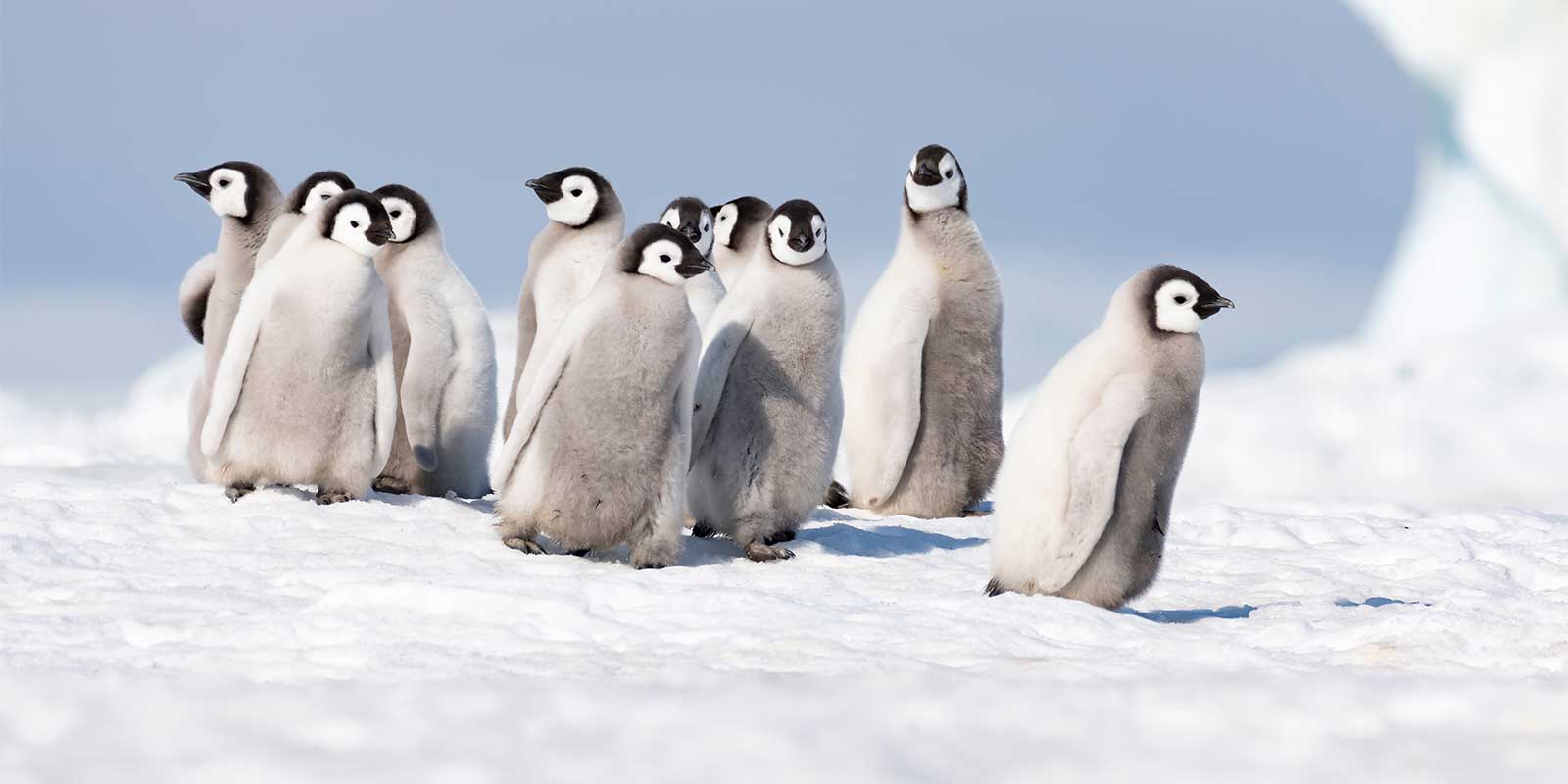Emperor penguin chicks in Snow Hill Island, Antarctica