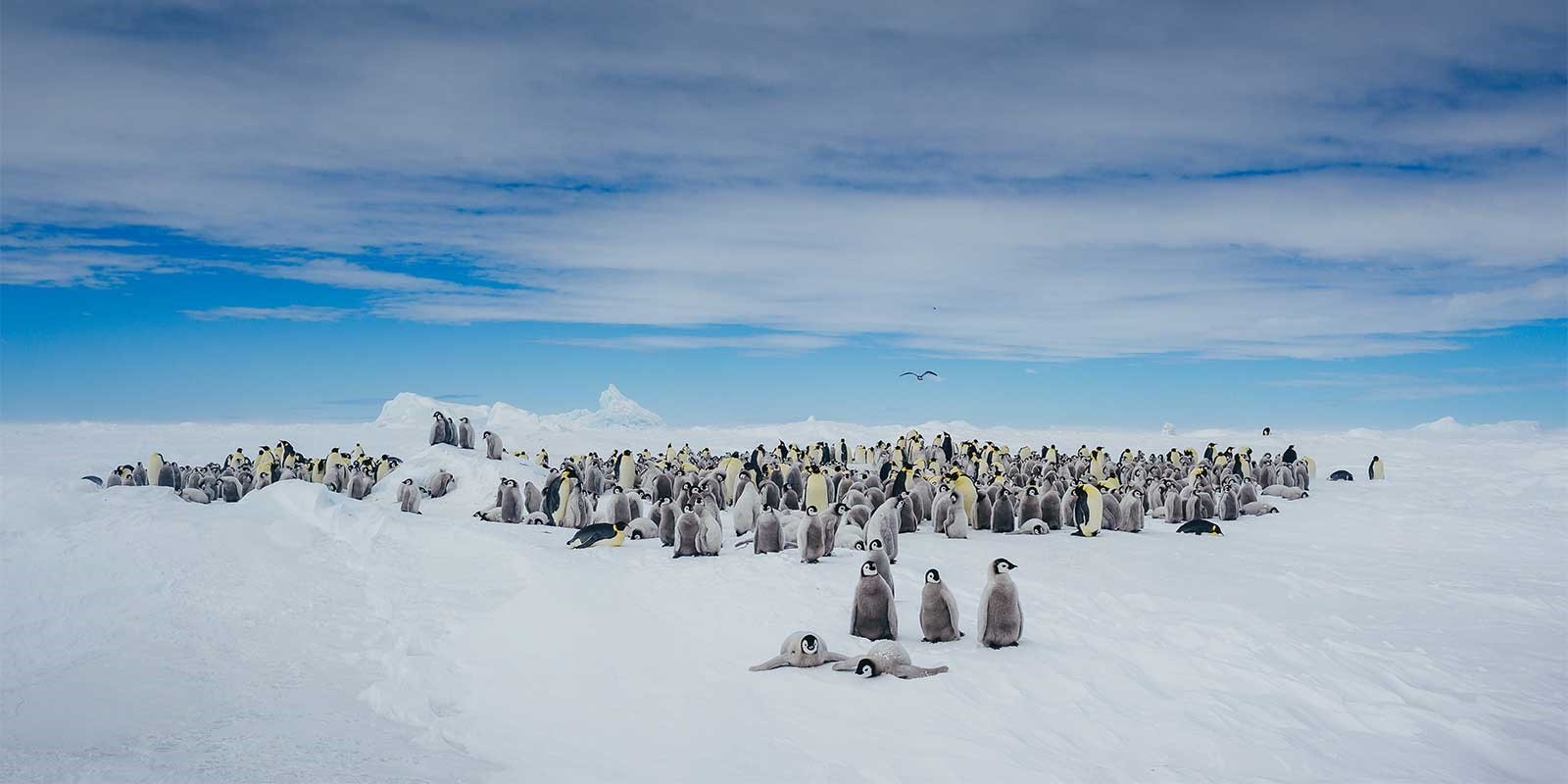 Emperor penguins and chicks in Snow Hill, Antarctica.