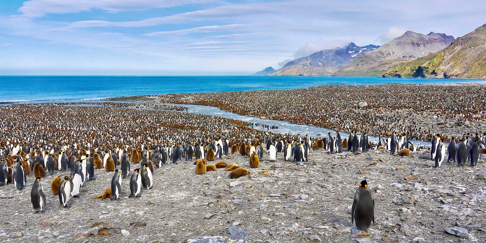 King penguins at St Andrew's Bay in Antarcica