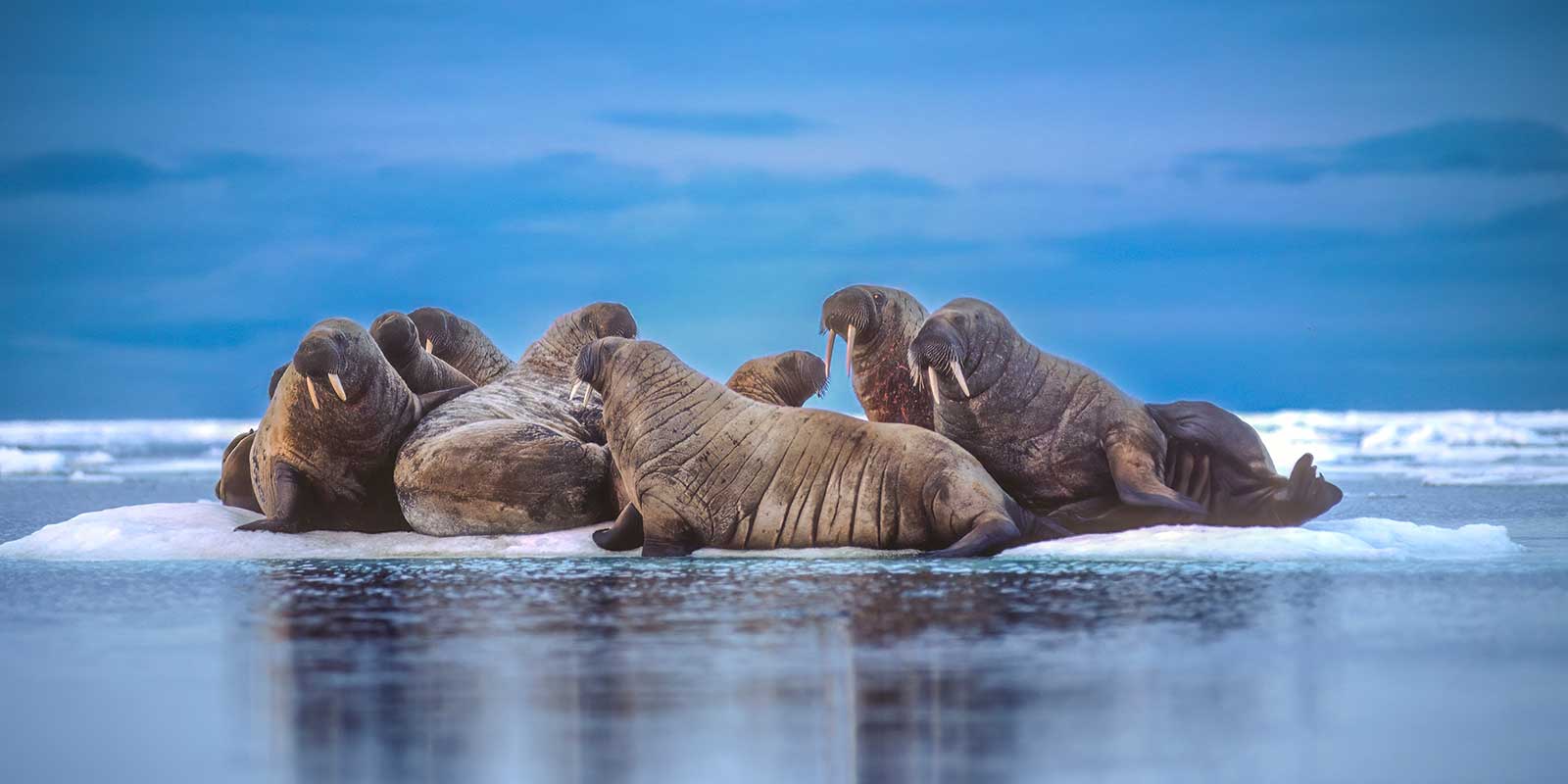 Walrus in Canada