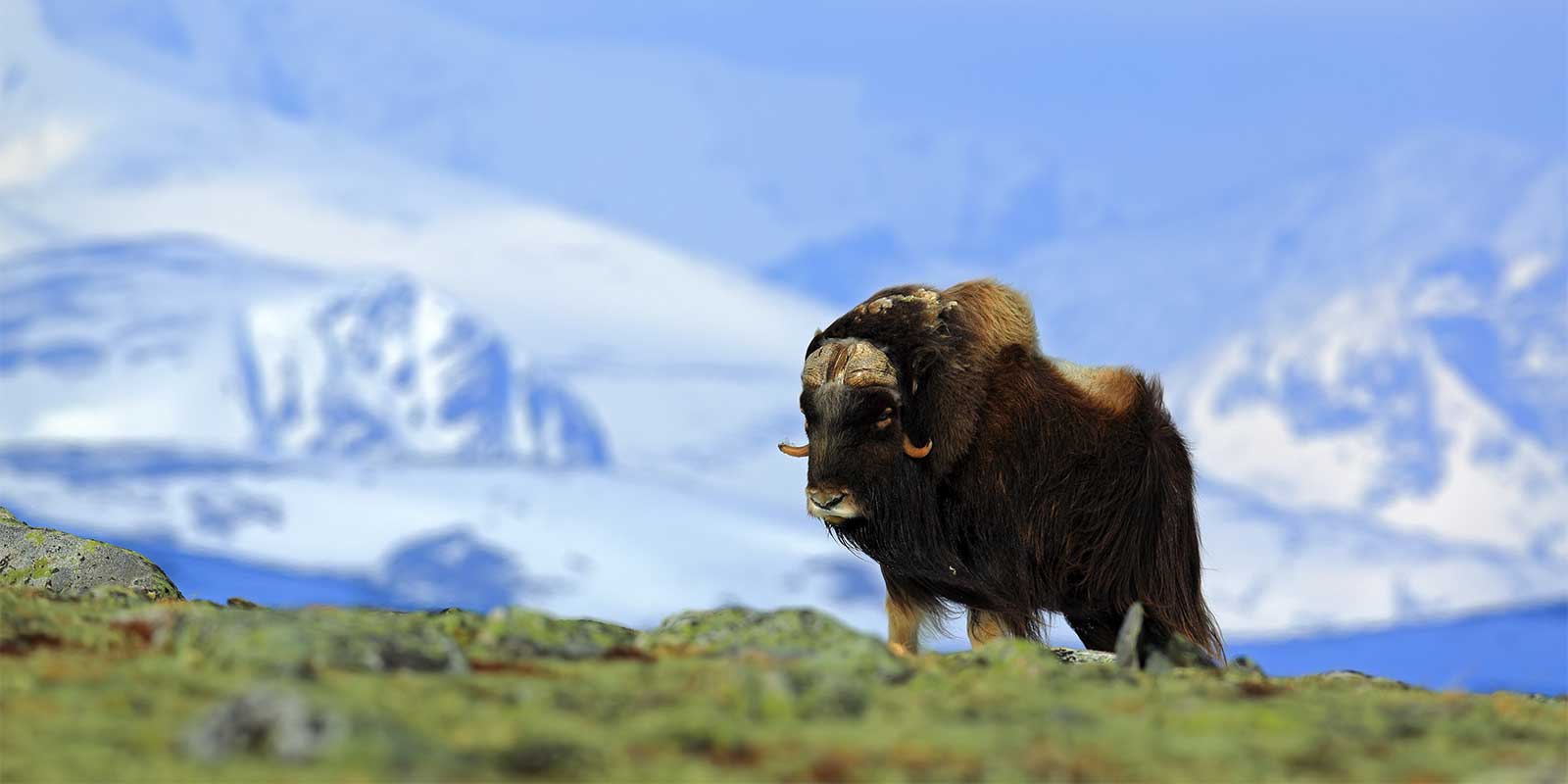 Musk oxen in the Arctic