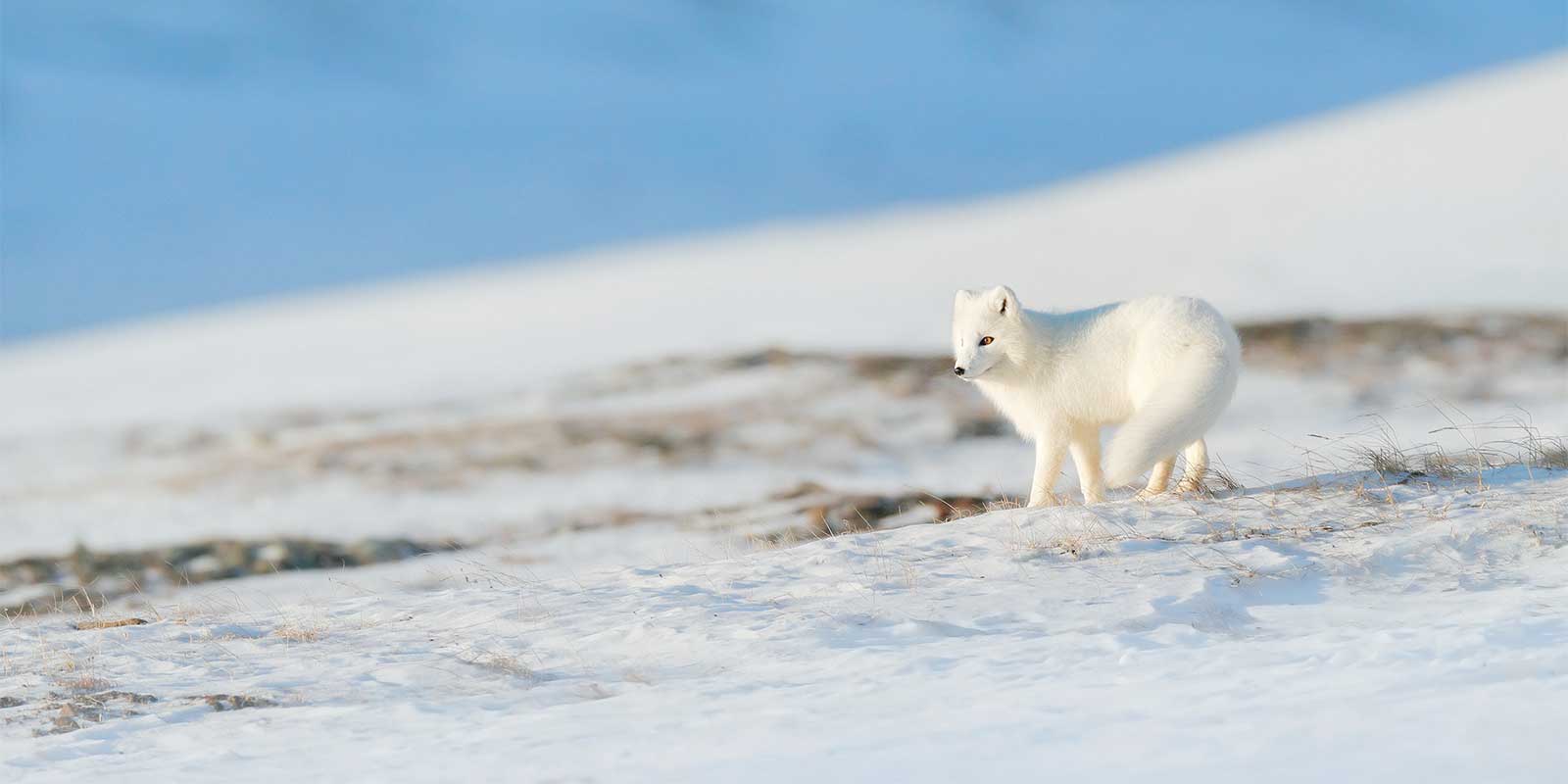 Arctic fox in Spitsbergen