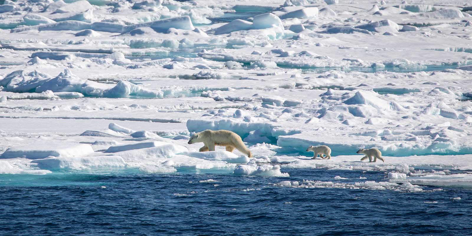 Polar bear and cubs in Svalbard