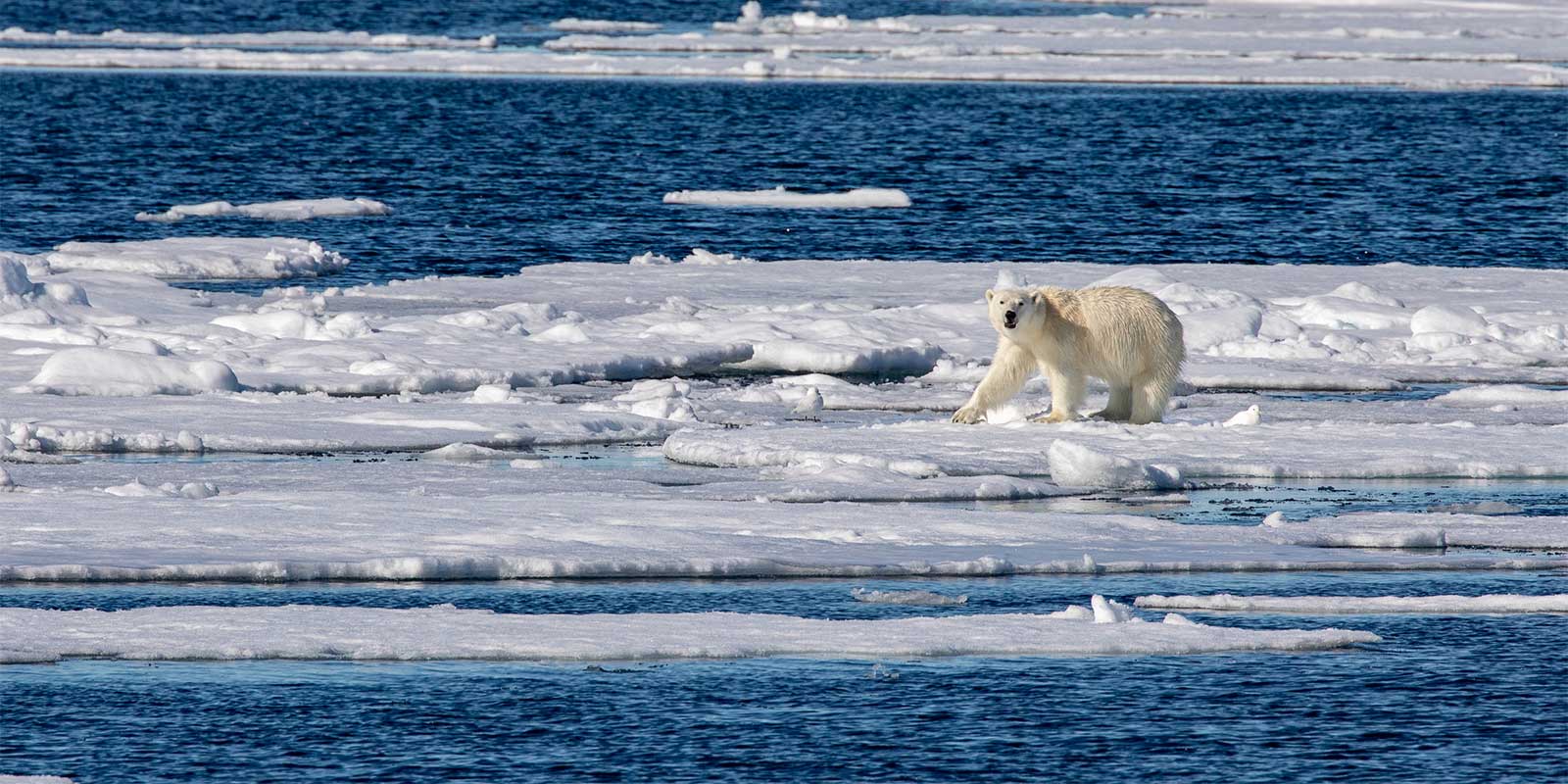 Polar bear in Svalbard
