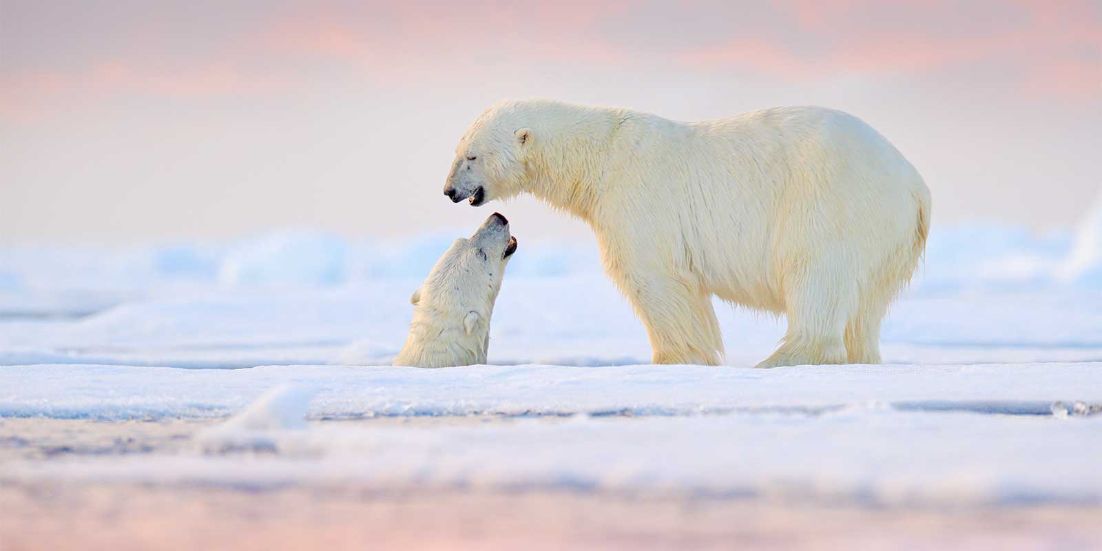 Polar bear pair in Svalbard, Arctic