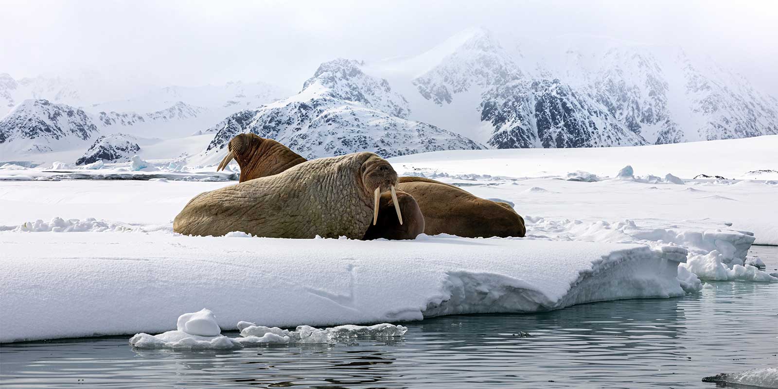 Walrus in Svalbard