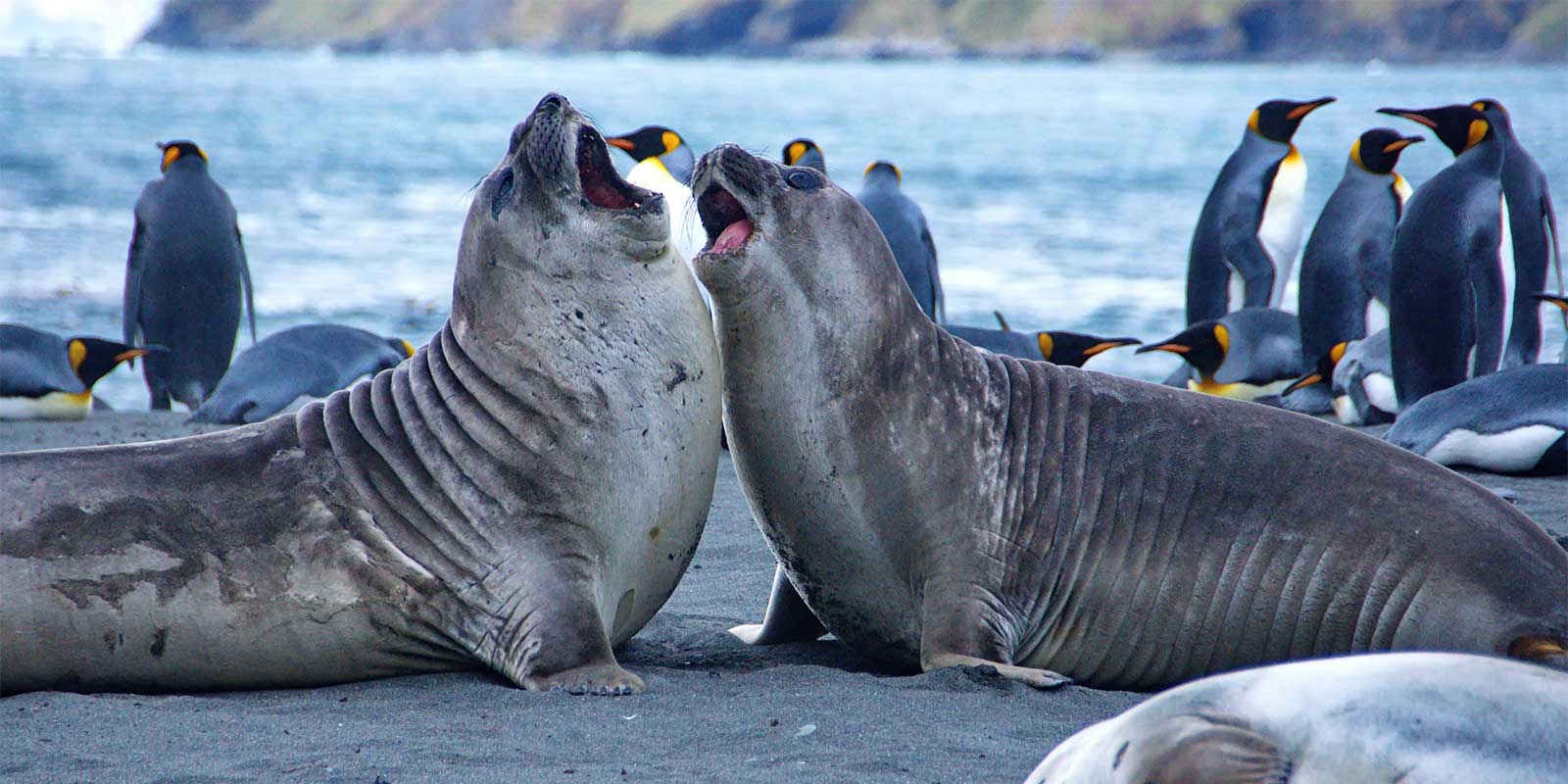 Elephant seal and king penguins in South Georgia
