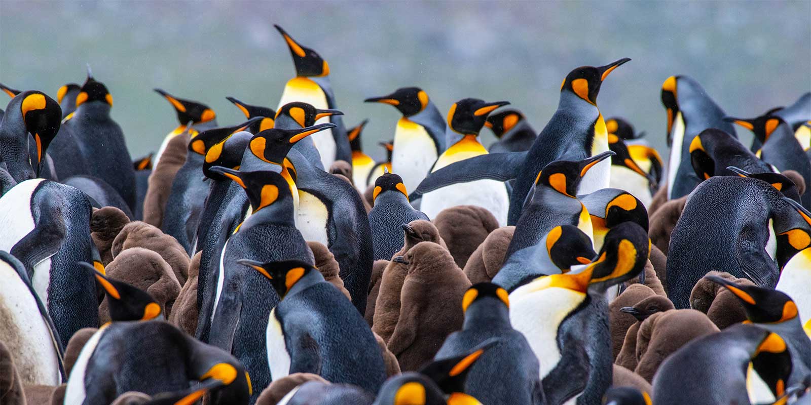 King penguins in South Georgia