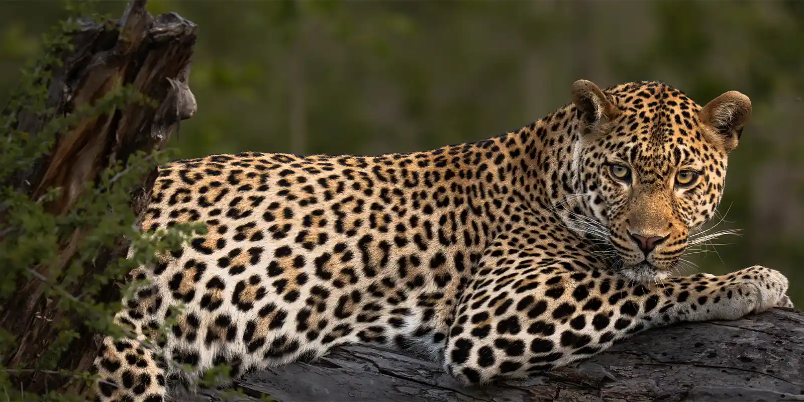 A leopard resting in MalaMala Game Reserve, South Africa.