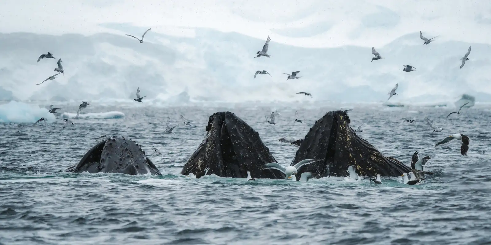 Three humpback whales in Antarctica.