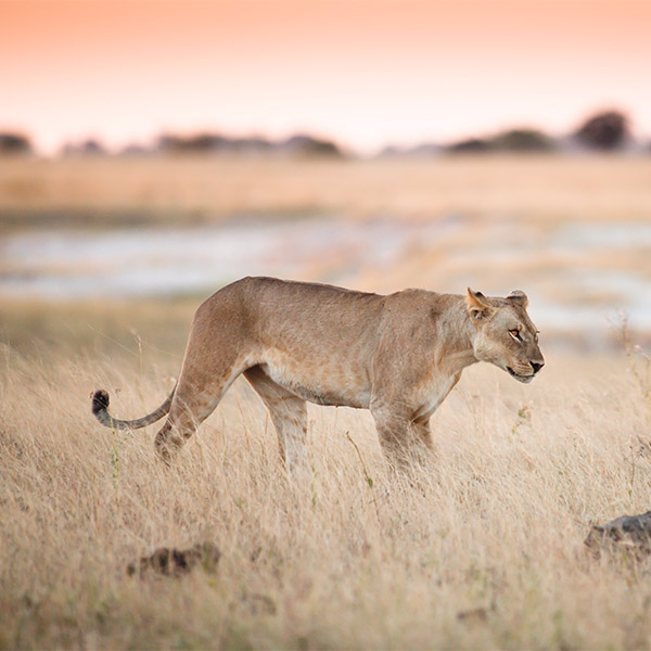 Lioness in Chobe National Park, Botswana