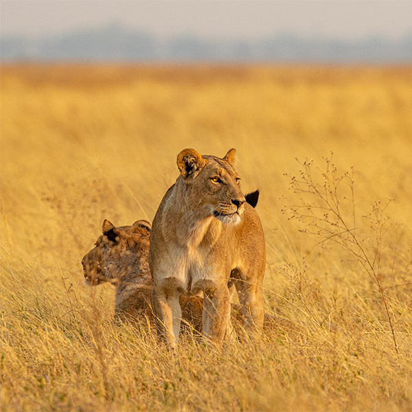 Lioness in Botswana