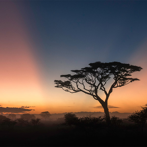 Acacia tree at sunrise in Ndutu, Tanzania.