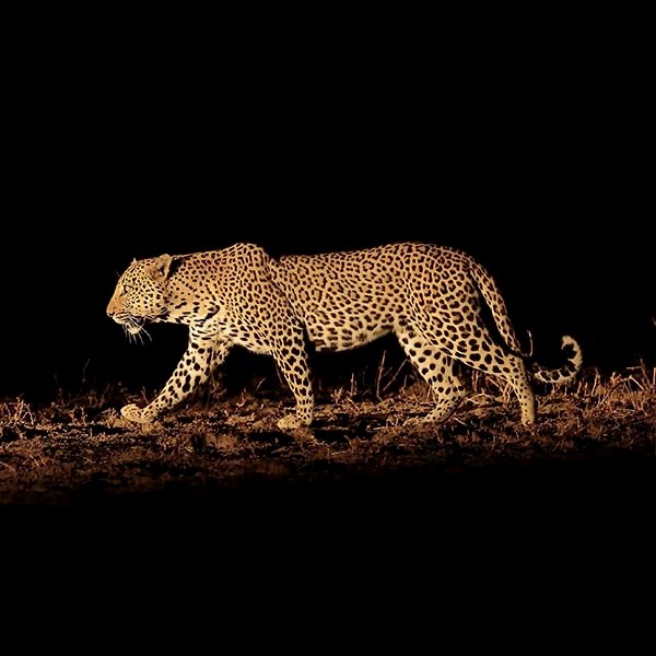 Leopard at night in South Luangwa National Park, Zambia