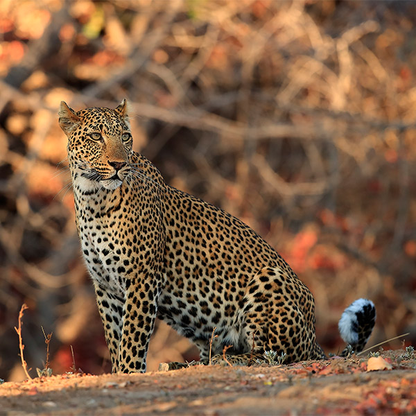 Leopard in South Luangwa, Zambia.