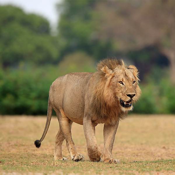 Lion in South Luangwa National Park, Zambia.
