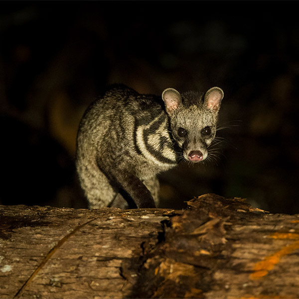 Malay civet in Borneo