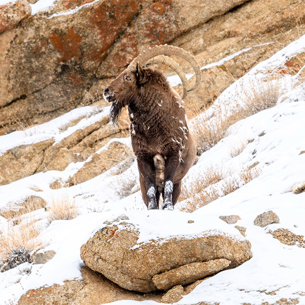 Siberian ibex in Ladakh, India.