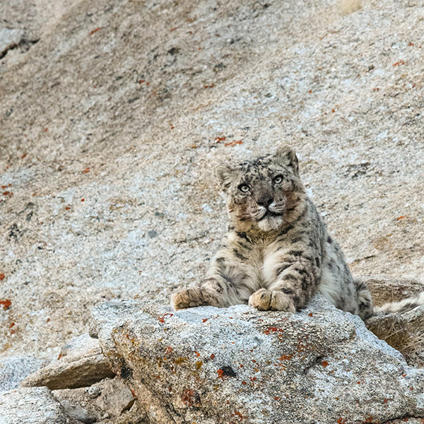 Snow leopard in Ladakh, India.