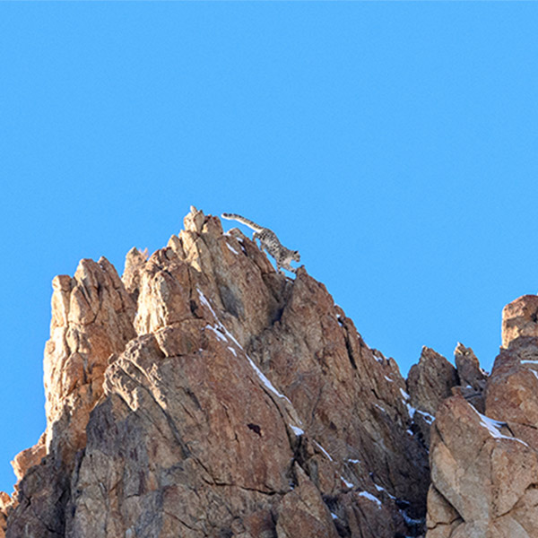 Snow leopard in Ladakh, India.