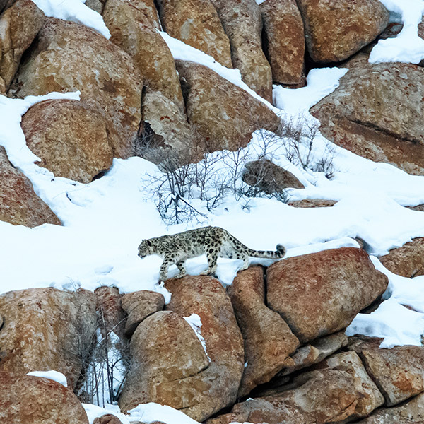 Snow leopard in Ladakh, India.