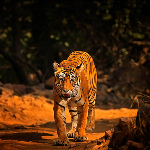 Tiger in Ranthambore National park, India