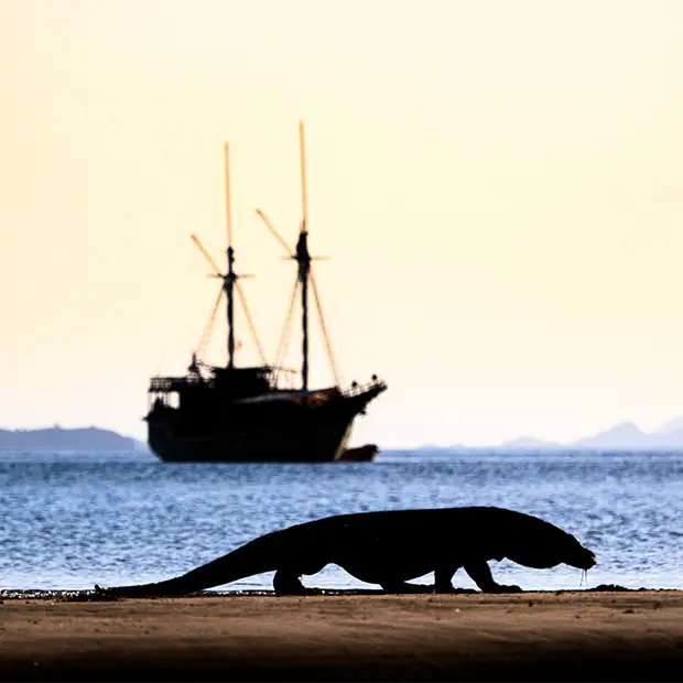 Komodo dragon and boat in Indonesia.