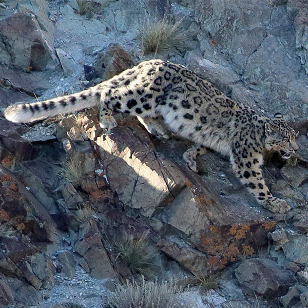 Snow leopard in Mongolia