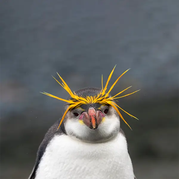 Royal penguin in Macquarie Island, the Subantarctic Islands, New Zealand