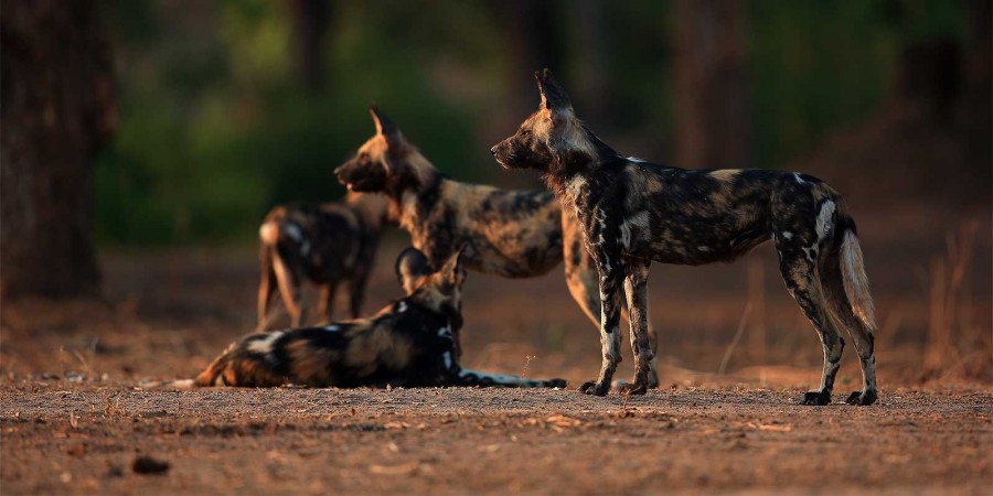 Wild dogs in Zimbabwe