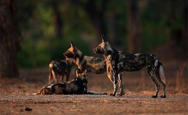 wildlife tourism website wildlife tourism website