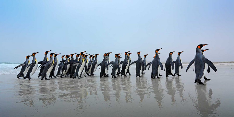 Penguin Watching Trips in Antarctica | Wildlife Worldwide