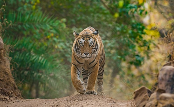wildlife tourism website wildlife tourism website