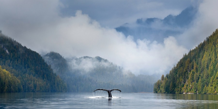 Adult humpback whale (Megaptera novaeangliae) diving in deep water channel with Island Roamer yacht in the background