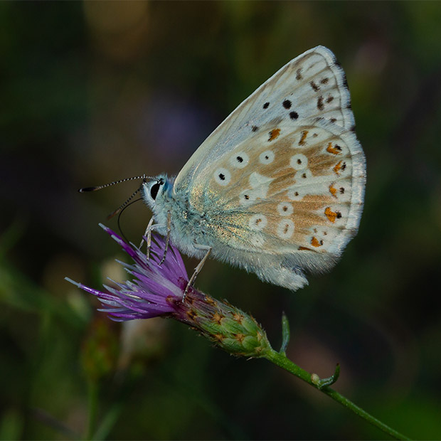 Chalkhill blue butterfly