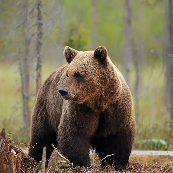 Brown bear in Kuikka, Finland.