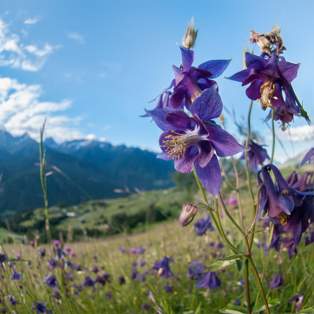 Alpine columbine in Nordtirol, Austria.