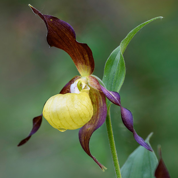 Lady's slipper orchid in Nordtirol, Austria.