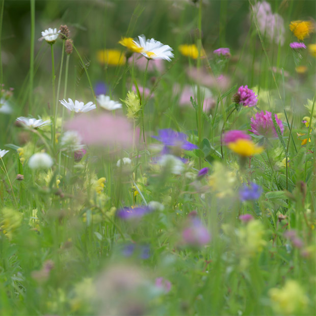 Wildflowers in the Tyrol, Austria.