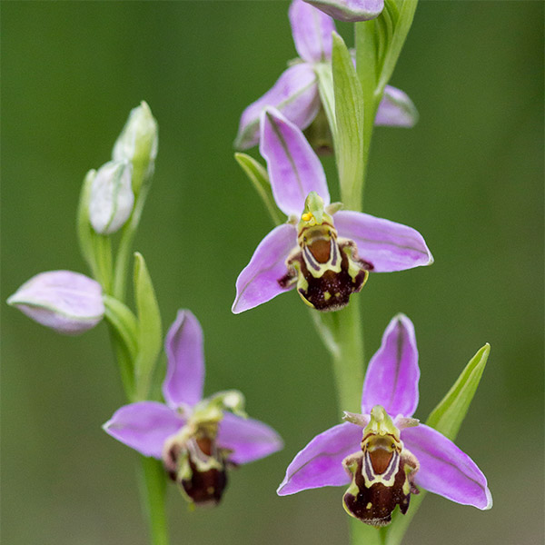 Ophrys apifera in the Dordogne