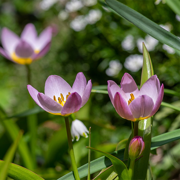 Pink Cretan tulip in Crete, Greece